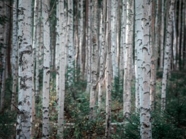 İsveç 'in Dalarna kentindeki Siljan Gölü' nde ormanda beyaz gövdeli huş ağaçları