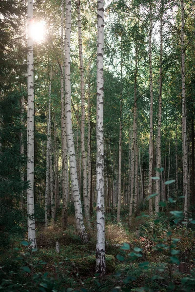 Bouleaux Avec Des Rayons Soleil Dans Forêt Lac Siljan Dalarna — Photo