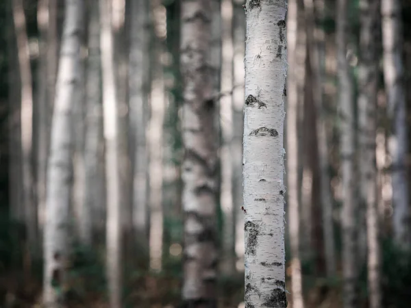 Árboles Abedul Con Troncos Blancos Bosque Lago Siljan Dalarna Suecia —  Fotos de Stock