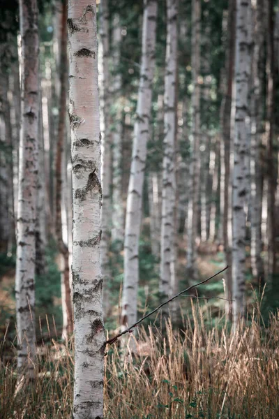 Bouleaux Avec Troncs Blancs Dans Forêt Lac Siljan Dalarna Suède — Photo