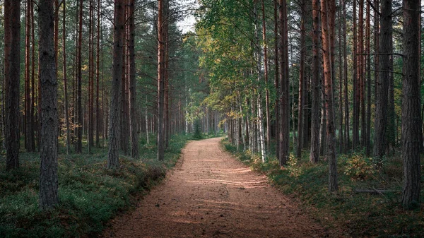 Floresta Verde Com Caminho Lago Siljan Dalarna Suécia Imagem De Stock
