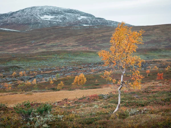 Träd Med Gula Blad Lapplands Landsbygd Stokenjokkplatån Med Snöiga Fjäll — Stockfoto