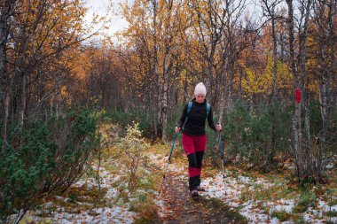 Sonbaharda Pieljekaise Ulusal Parkı 'nın renkli ormanlarında yürüyüş yapan bir kadın. İsveç' te Laponya 'da kar var.