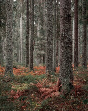 İsveç 'in doğusundaki Skuleskogen Ulusal Parkı' nın sonbahar renkli eğreltiotu ve ağaç gövdeleri ile yosunlu kozalaklı ormanları