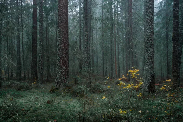 İsveç 'in doğusundaki Skuleskogen Ulusal Parkı' nın sisli, yosunlu kozalaklı ormanları, yeşil bitki örtüsü