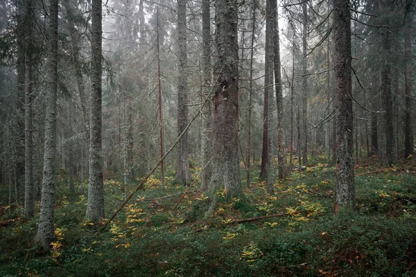 Mossig Barrskog Med Trädstammar Från Skuleskogens Nationalpark Östra Sverige Grön — Stockfoto