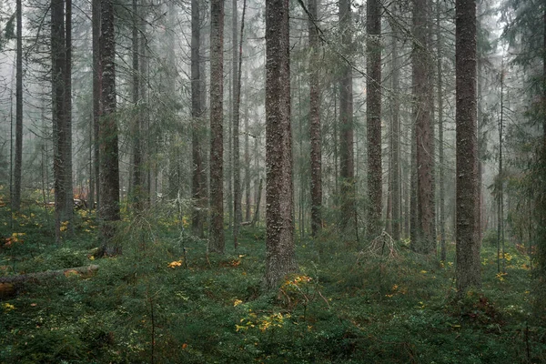 Mossy Jehličnatý Les Kmeny Stromů Národního Parku Skuleskogen Východě Švédska — Stock fotografie