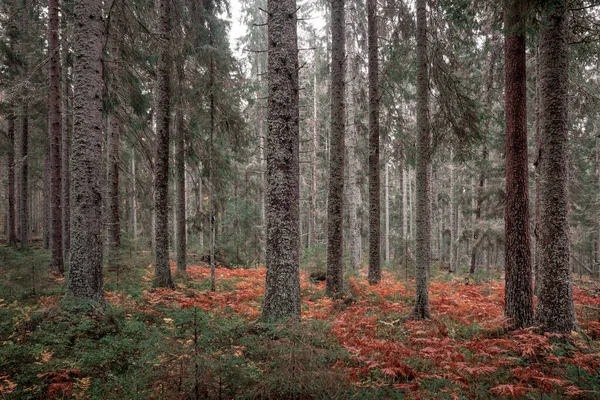 Моссый Хвойный Лес Стволами Деревьев Осенним Папоротником Скулескогенского Национального Парка — стоковое фото