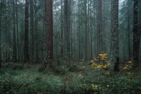 Туманные Мшистые Хвойные Леса Скулескогенского Национального Парка Востоке Швеции Зеленая Лицензионные Стоковые Изображения