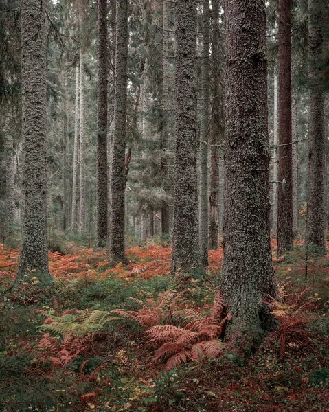 Bosque Coníferas Musgosas Con Troncos Árboles Helecho Color Otoñal Del Fotos de stock libres de derechos