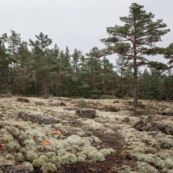 Paysage Mousse Avec Des Arbres Dans Forêt Rotsidan Hoega Kusten — Photo