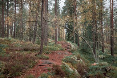 İsveç 'teki Tiveden Ulusal Parkı' nda sonbaharda yosun kaplı bir orman.