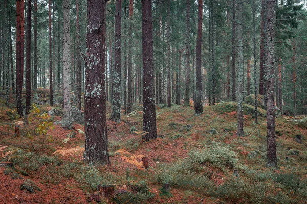 Δάσος Πορτοκαλί Φτέρη Φθινόπωρο Στο Tiveden National Park Στη Σουηδία — Φωτογραφία Αρχείου