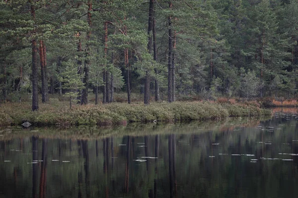 Jesienią Las Iglasty Odbijający Się Powierzchni Wody Jeziora Parku Narodowym — Zdjęcie stockowe