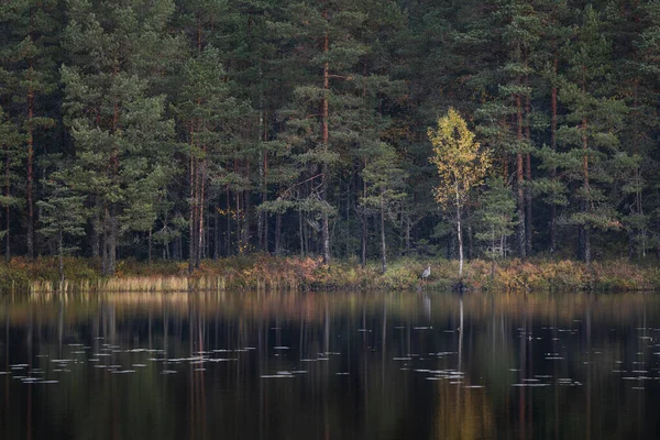 Jesienią Las Iglasty Odbijający Się Powierzchni Wody Jeziora Parku Narodowym — Zdjęcie stockowe