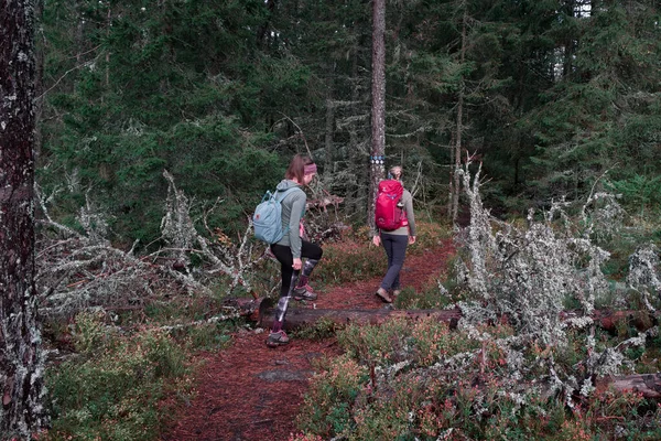 Duas Mulheres Caminhando Longo Trilha Floresta Parque Nacional Tiveden Suécia — Fotografia de Stock