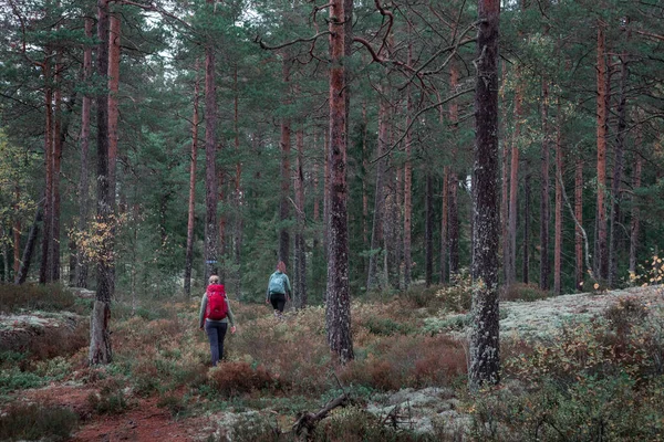 Dos Mujeres Haciendo Senderismo Por Sendero Bosque Parque Nacional Tiveden —  Fotos de Stock