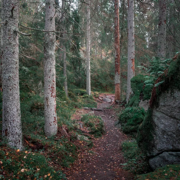 Trilha Caminhada Pela Floresta Parque Nacional Tiveden Suécia — Fotografia de Stock