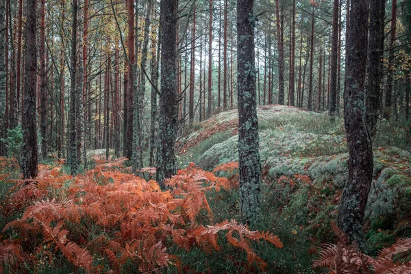 Осенний Папоротник Между Стволами Лесу Национальном Парке Тиведен Швеции — стоковое фото