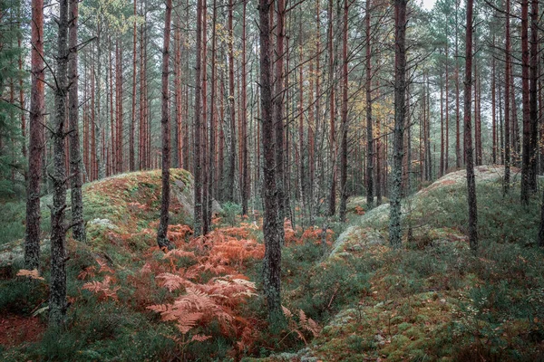 Samambaia Outono Entre Troncos Floresta Parque Nacional Tiveden Suécia — Fotografia de Stock