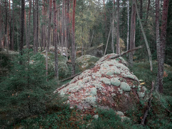 Floresta Com Terreno Musgoso Outono Parque Nacional Tiveden Suécia — Fotografia de Stock