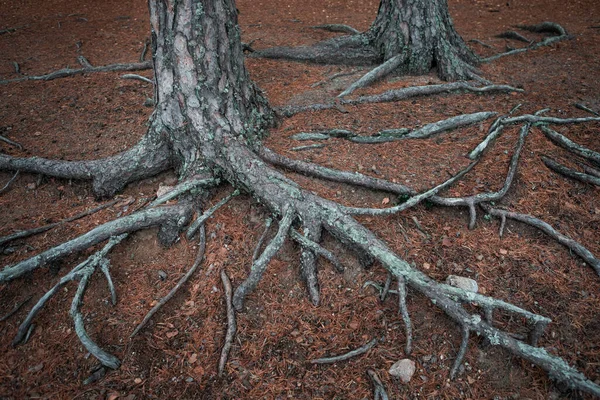 Velké Povrchové Kořeny Jehličnanů Lesích Národního Parku Tiveden Švédsku — Stock fotografie