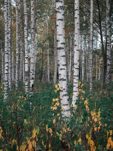 Bosque Abedules Con Hojas Color Otoñal Parque Nacional Tiveden Suecia —  Fotos de Stock