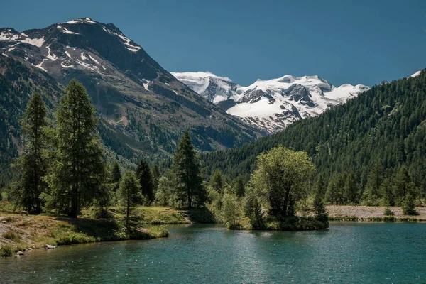 Mountain Lake Tree Island Front Snow Covered Mountain Peaks Morteratsch — Stockfoto