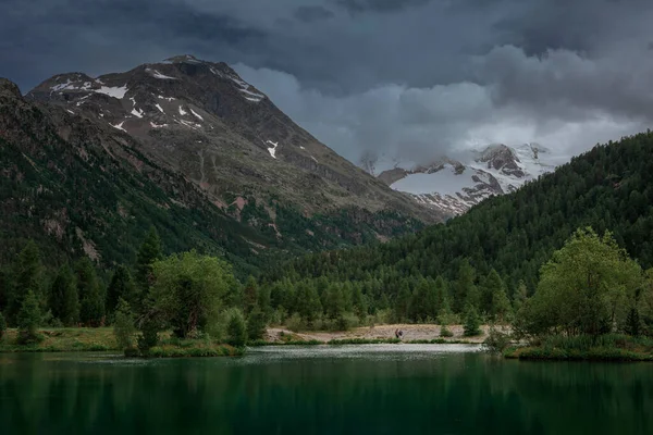 Mountain Lake Tree Island Front Snow Covered Mountain Peaks Morteratsch — Stockfoto