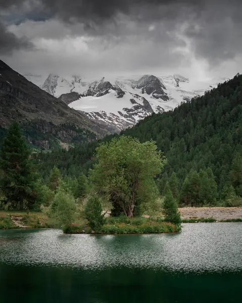 Mountain Lake Tree Island Front Snow Covered Mountain Peaks Morteratsch — 图库照片