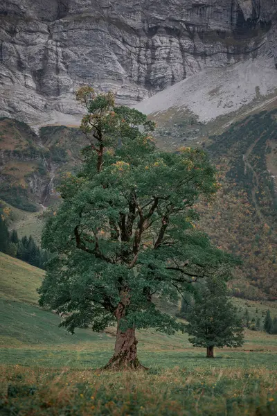 Old Green Maple Tree Front Mountains Karwendel Ahornboden Austria Tyrol — Fotografia de Stock