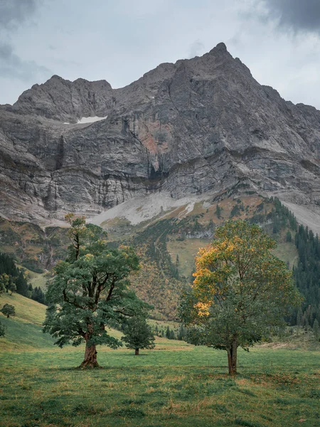 Old Green Maple Trees Front Mountains Karwendel Ahornboden Austria Tyrol — Stock fotografie