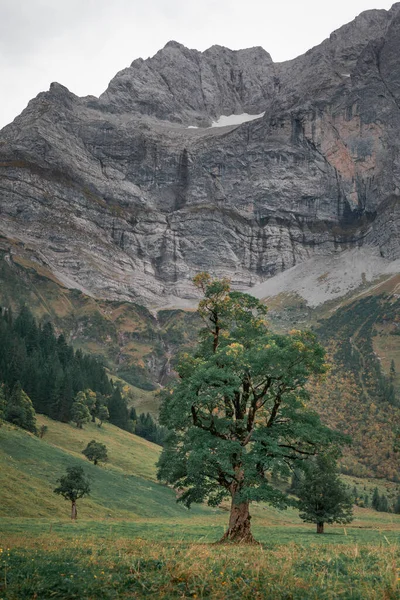 Old Green Maple Tree Front Mountains Karwendel Ahornboden Austria Tyrol — Zdjęcie stockowe