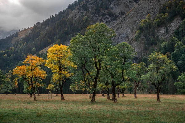 Old Green Yellow Maple Trees Front Mountains Karwendel Ahornboden Austria — Stock fotografie