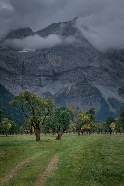 Old Green Yellow Maple Trees Front Mountains Karwendel Ahornboden Austria — Stockfoto