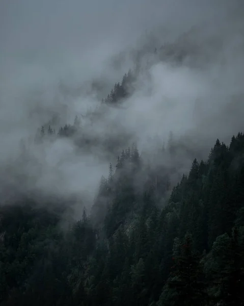 阴郁的雨天 在山里的树上 雾蒙蒙的 低垂的云彩 — 图库照片