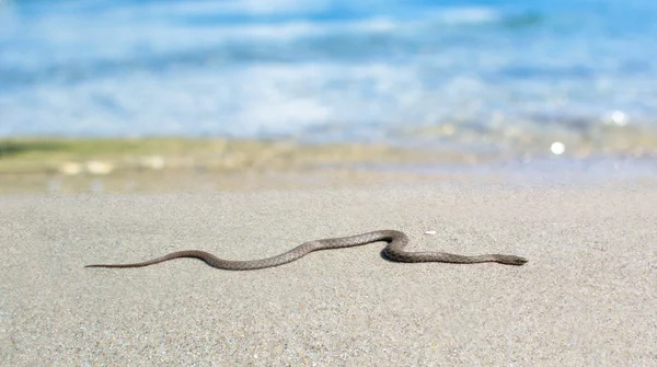 Serpente velenoso — Foto Stock