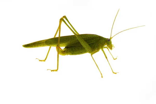 Saltamontes — Foto de Stock