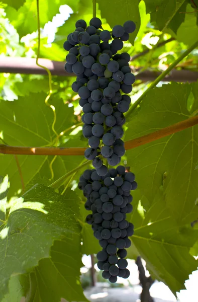 Grapes — Stock Photo, Image