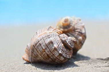Deniz kabukları