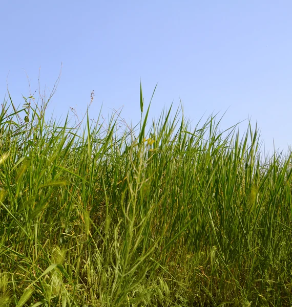 Spring grass — Stock Photo, Image