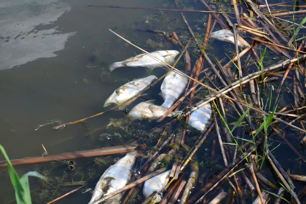 Ryby zabitych Zdjęcie Stockowe