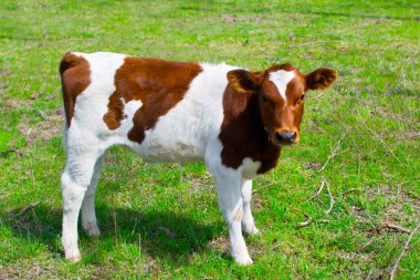 Doğada genç bir buzağı.