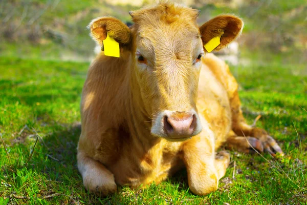 A young calf in nature — Stock Photo, Image