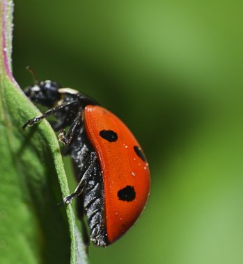 kırmızı uğur böceği