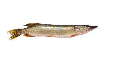 Pike