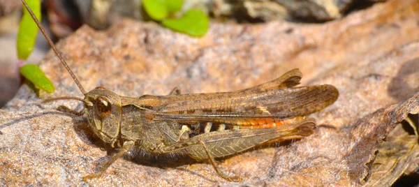 Gräshoppa — Stockfoto