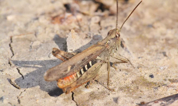 Locusts — Stock Photo, Image