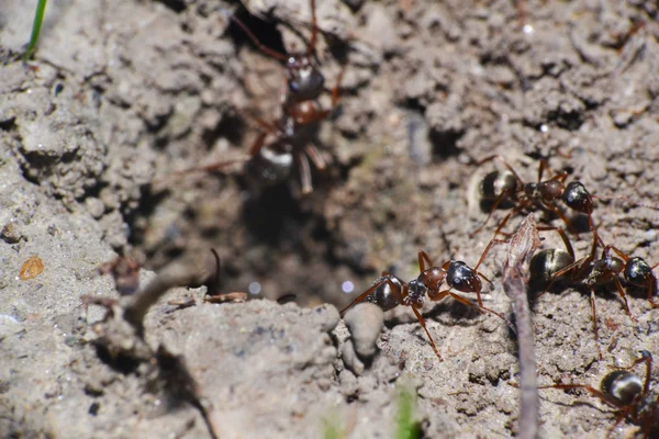 Formigas marrons — Fotografia de Stock