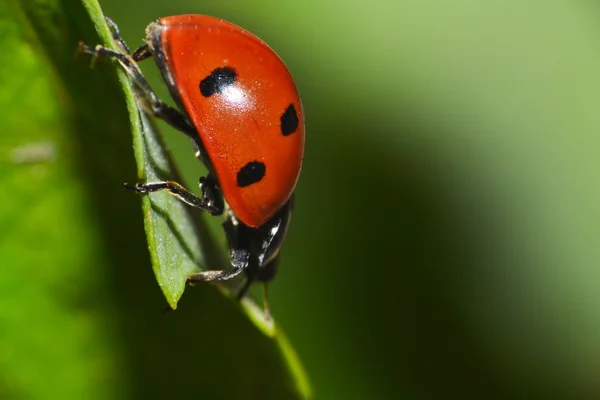 Rode lieveheersbeestje — Stockfoto